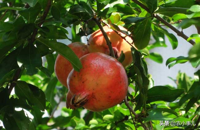 石榴病虫害图片与防治方法,石榴的种植技术及病虫害防治
