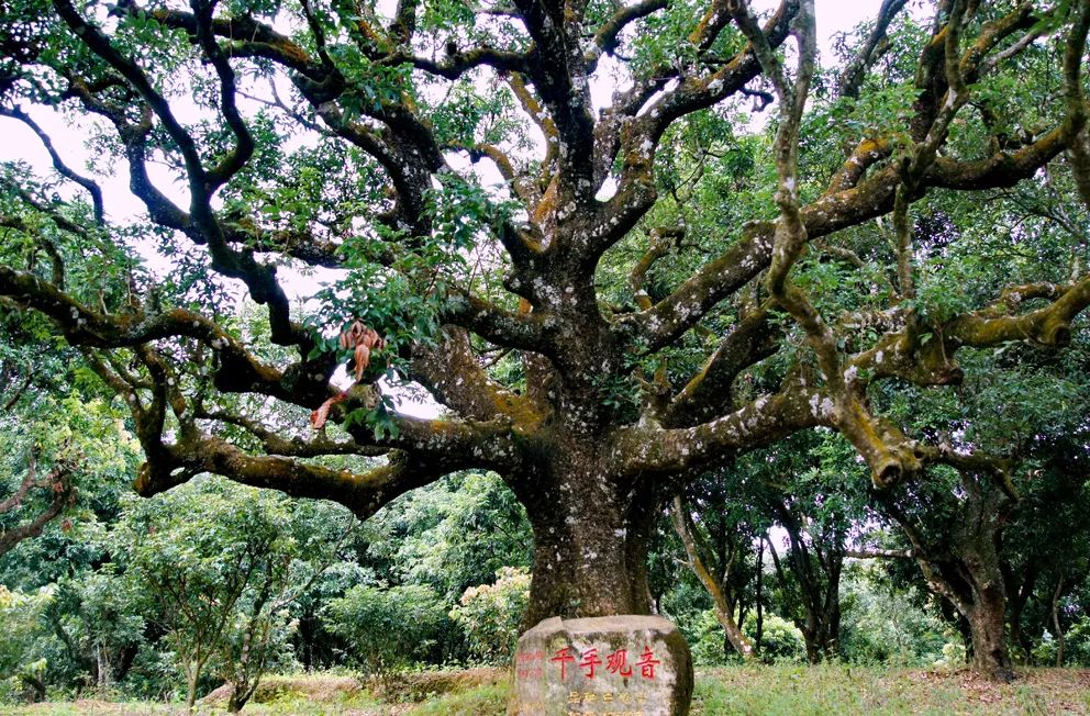 霸屏央视55分钟,霸屏30秒央视