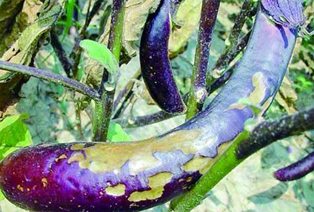 挑选茄子的方法看形状 (怎么挑茄子最准)