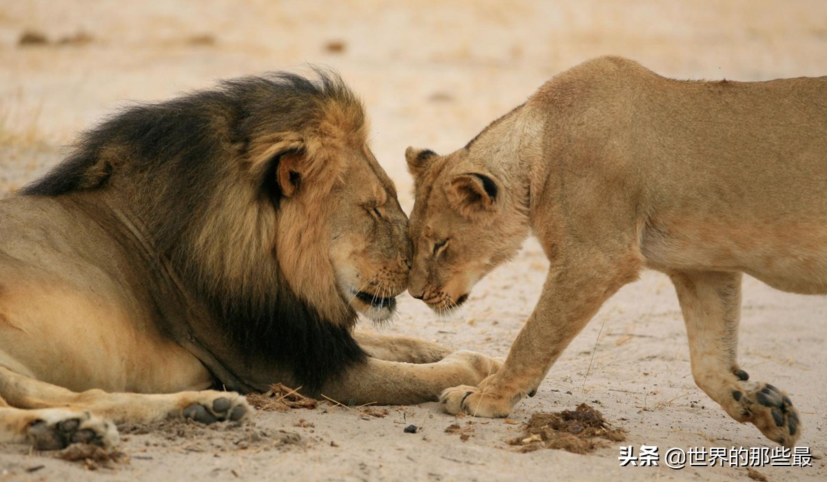 盛怒状态下的大棕熊，有“掌劈东北虎，脚踹非洲狮”的实力吗？