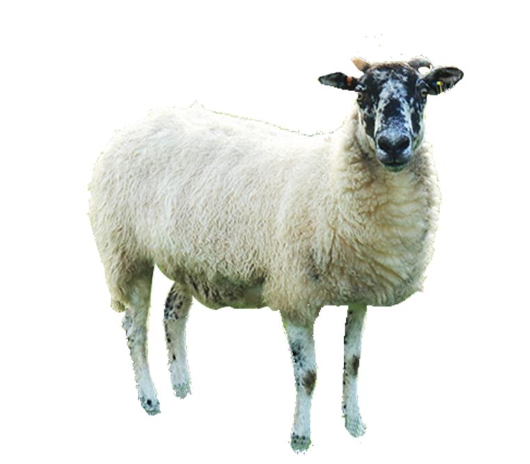 木屋烧烤烤全羊价格表,木屋全羊烧烤