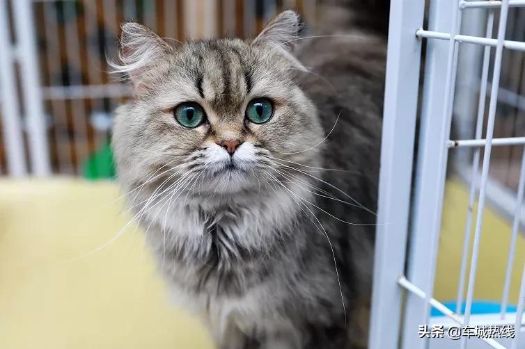 萌化了！十堰茅箭区首届撸猫节，周末约起