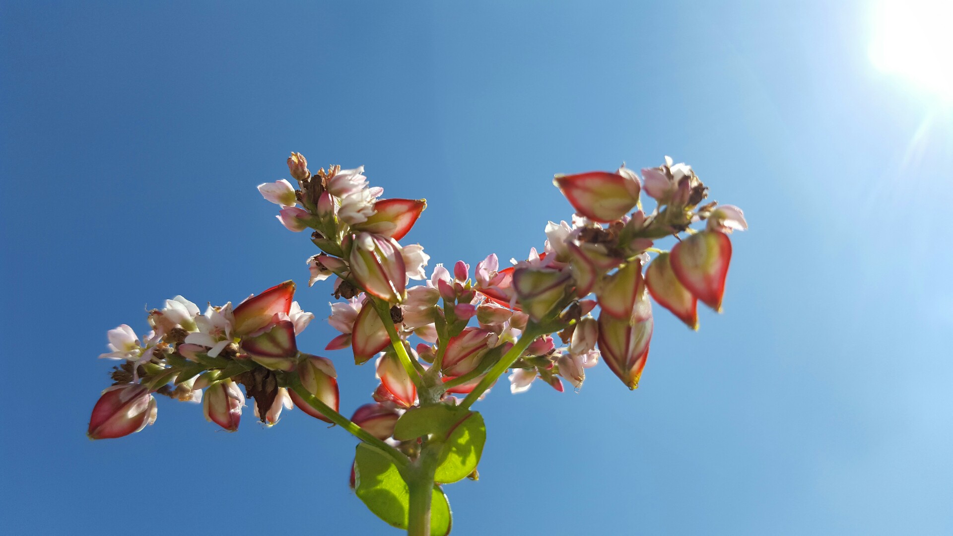 荞麦与荞麦花,荞麦花和荞麦粒