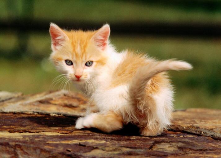 猫的便便有点稀是怎么回事,猫便稀软吃什么药