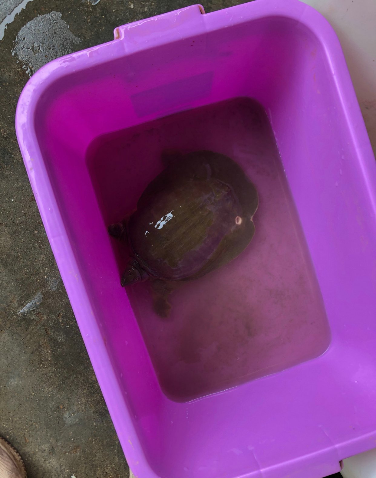 钓到一只野生大甲鱼引围观,养的野生甲鱼下蛋了