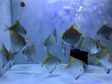 汽水鱼能不能纯海水养,汽水鱼可以用淡水长期饲养吗