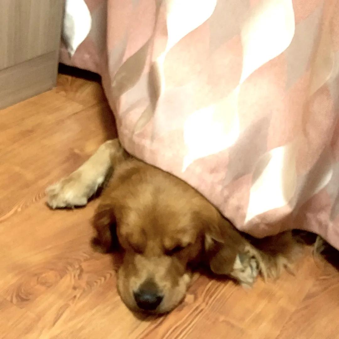 模仿狗狗睡姿,分享下你家狗子的睡姿