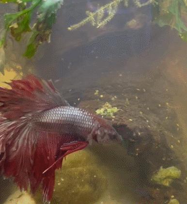 外国女子救下崩溃男子,外国女生救斗鱼