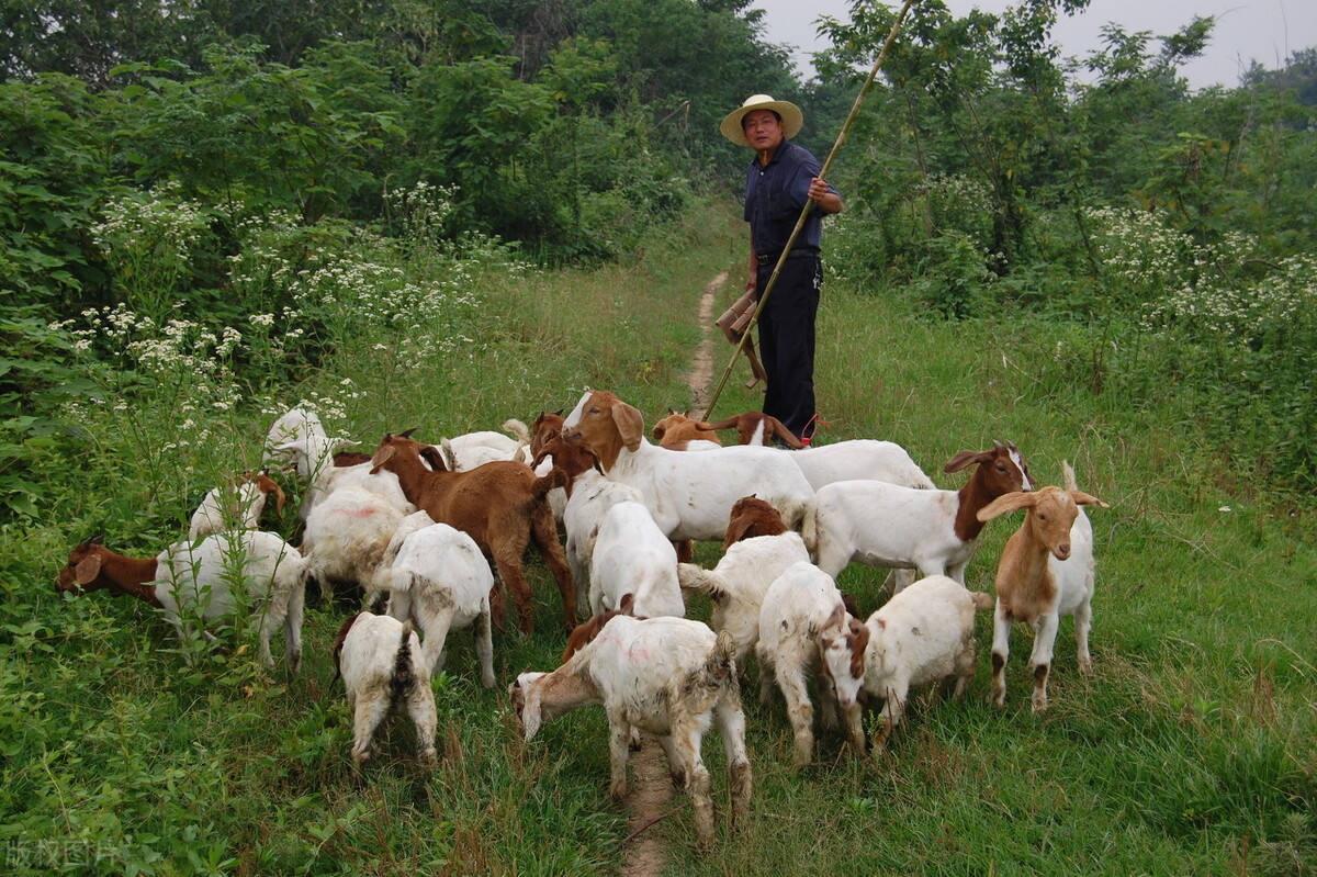 魂牵梦萦的桂花村（云樵）