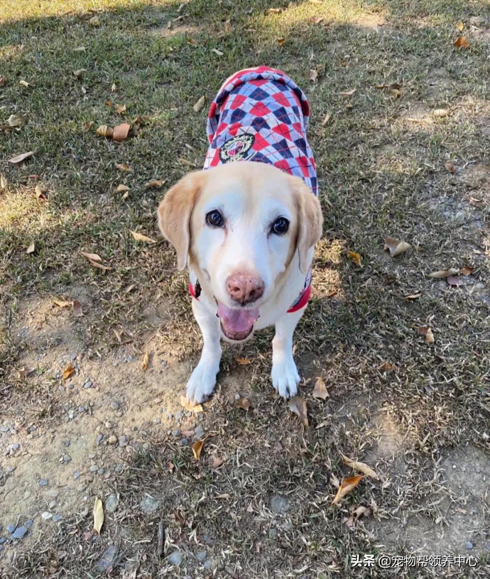 狗狗随地大小便警告语,狗狗随地大小便屡教不改