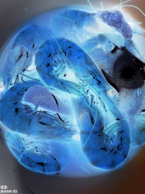 手机掉水里当场拿起来,手机掉入水中还可以正常使用