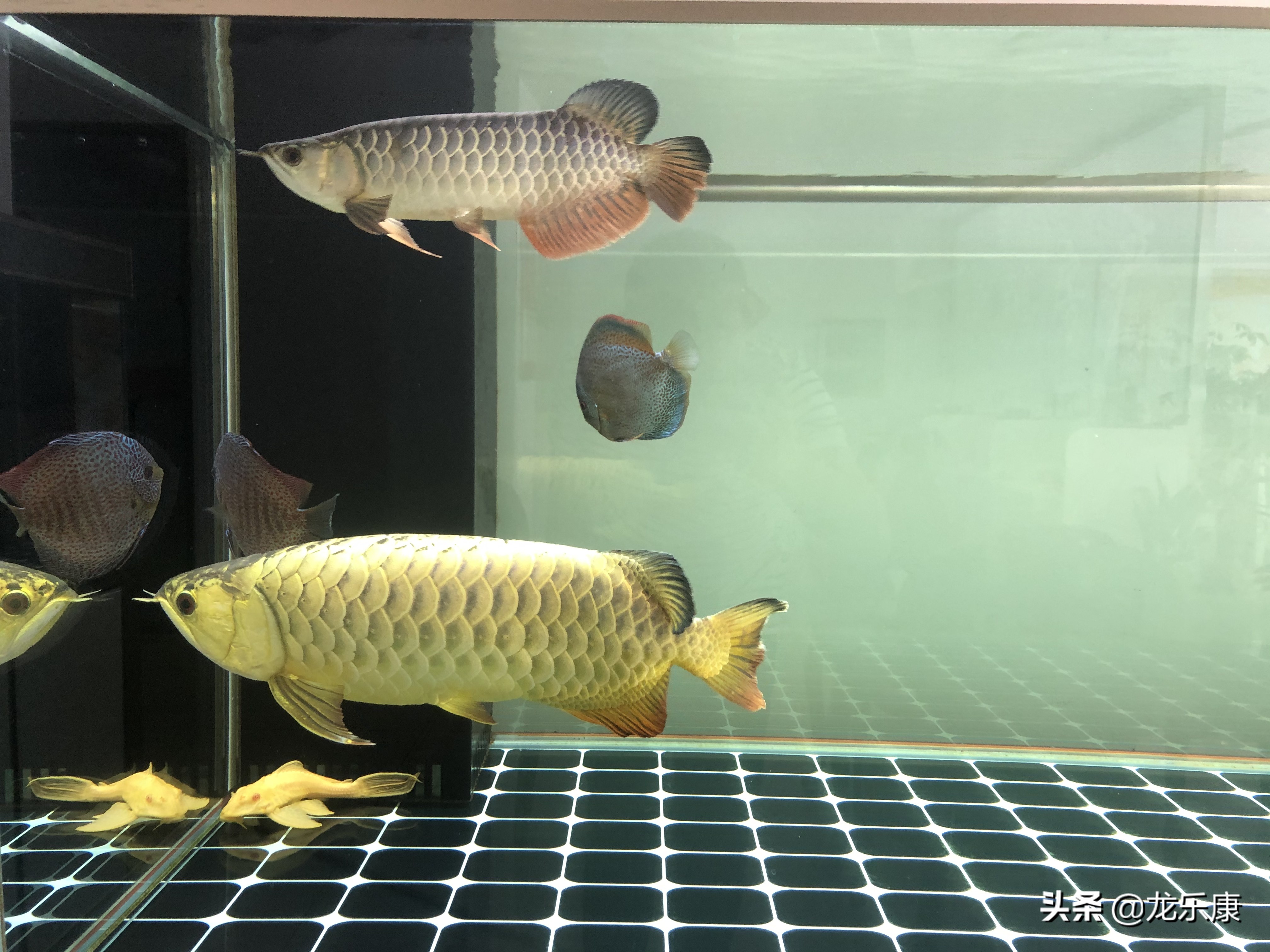 龙鱼拒食在缸里突然发疯一样乱窜,龙鱼混养打架受惊拒食怎么处理