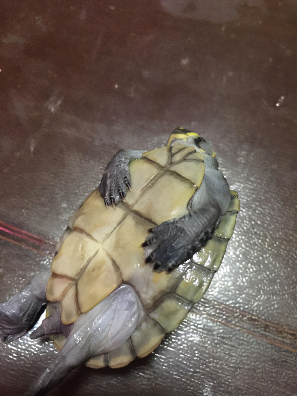 鱼缸水泵保养的正确方法,什么样的鱼缸泵比较好用