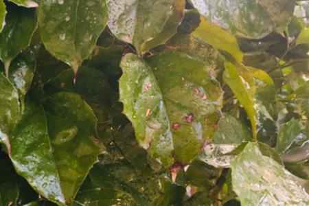 幸福树叶有黑色斑点怎么治理,幸福树叶片有斑点黄了怎么补救