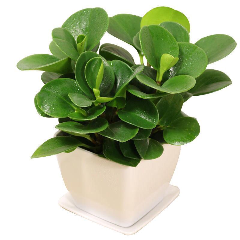 好看又好养的盆花,人养花也养人