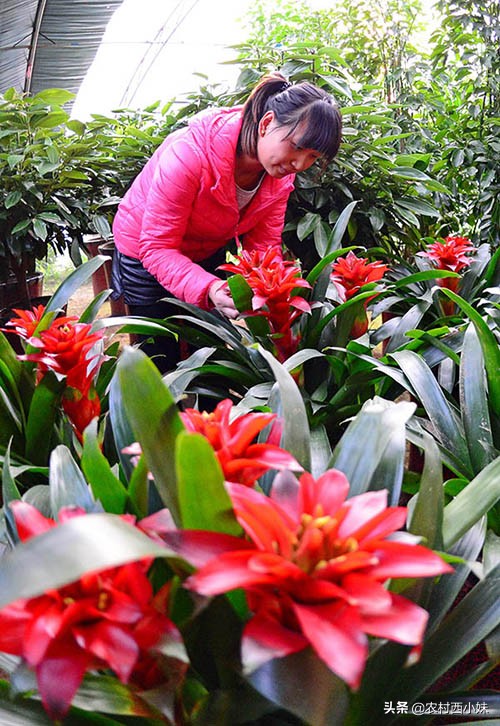 这5种小药片当花肥,6种药片养花