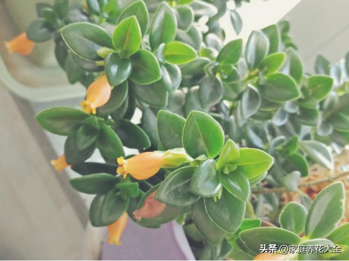 金鱼吊兰黄叶是什么原因,金鱼吊兰老是黄叶怎么回事