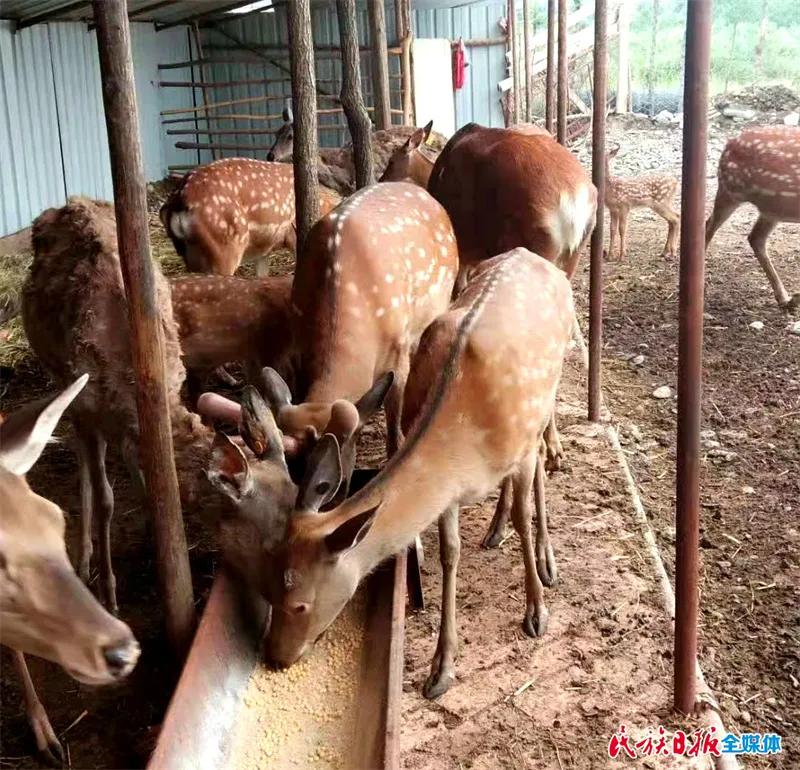 拜阿不都：向幸福一“鹿”出发