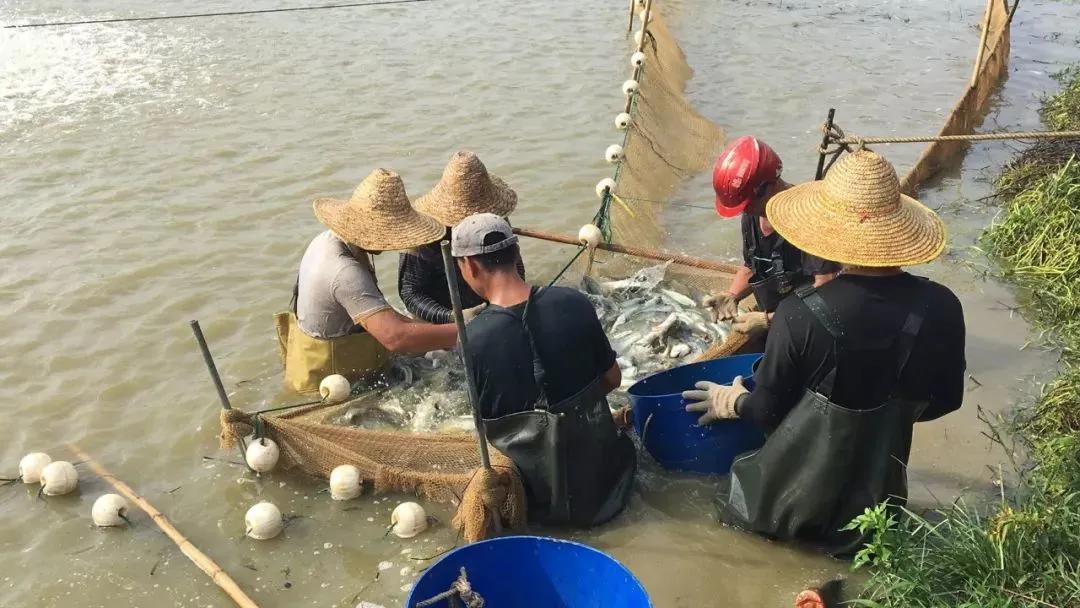 霉菌毒素是鱼类养殖中被忽视的威胁,危害巨大