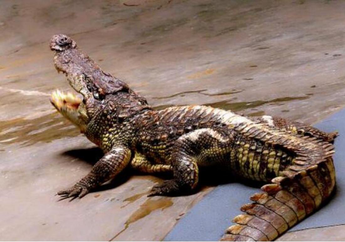 鳄类养殖之防治篇，觉得吃肉够营养了吗，那你就大错特错
