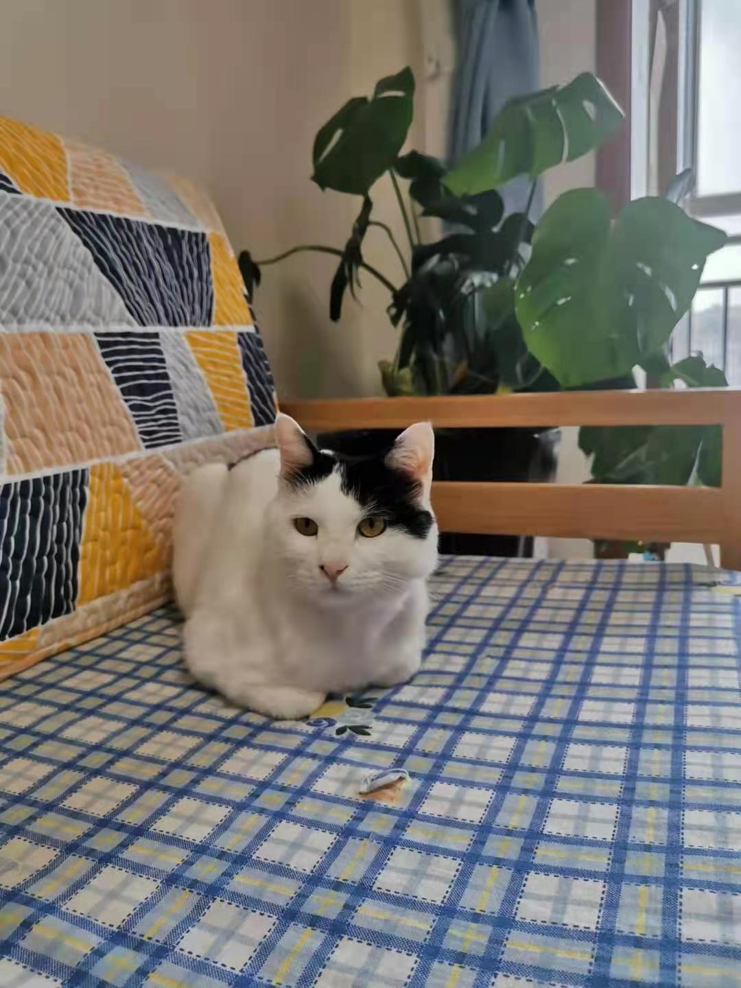 自制猫粮好还是买的猫粮好,猫咪吃猫粮好还是自制猫粮好