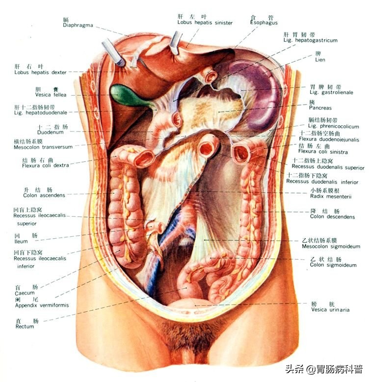 消化系统解剖图视频,消化系统解剖图手绘简单