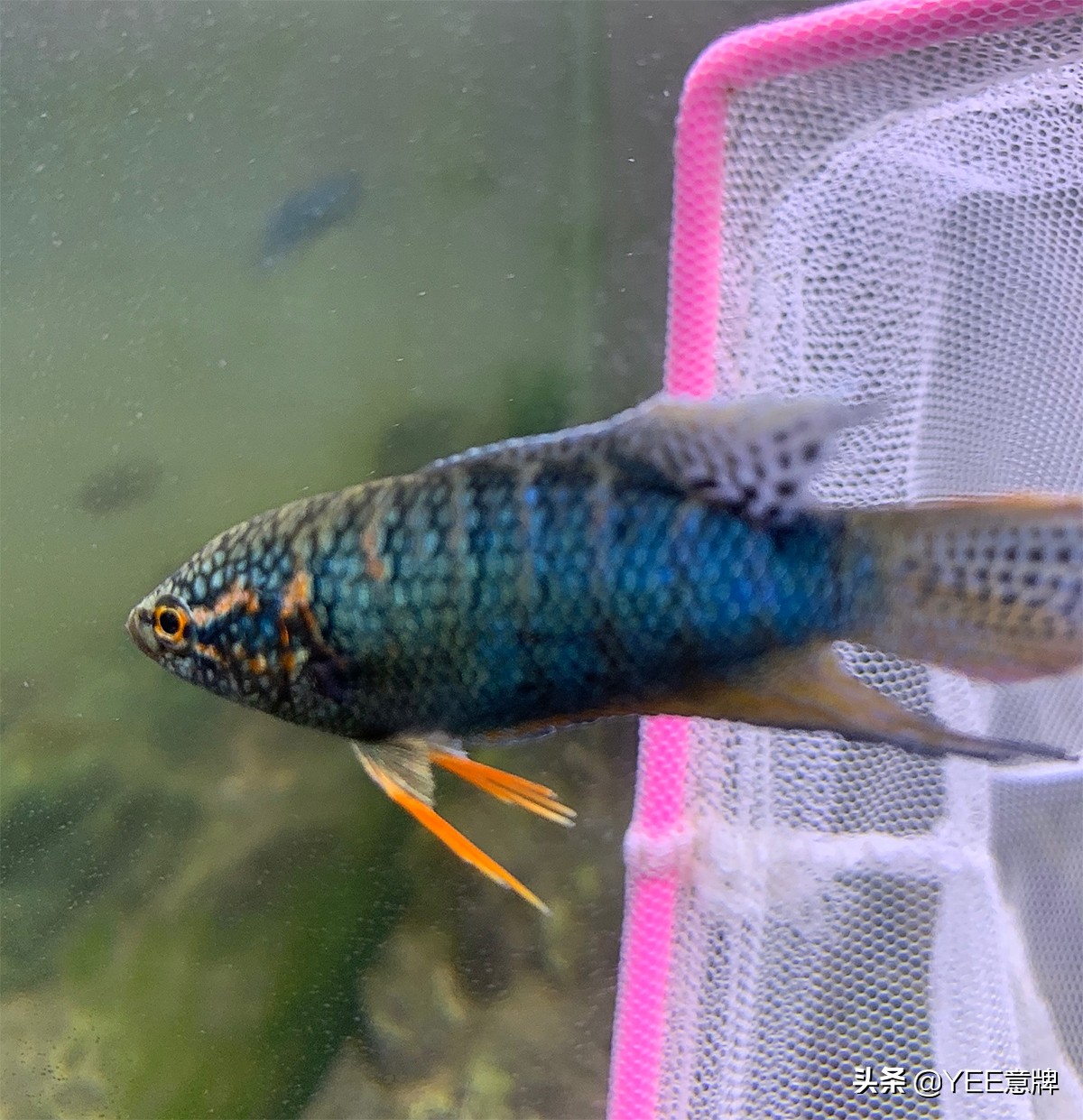 母斗鱼群养一直死鱼,新手斗鱼怎么入缸