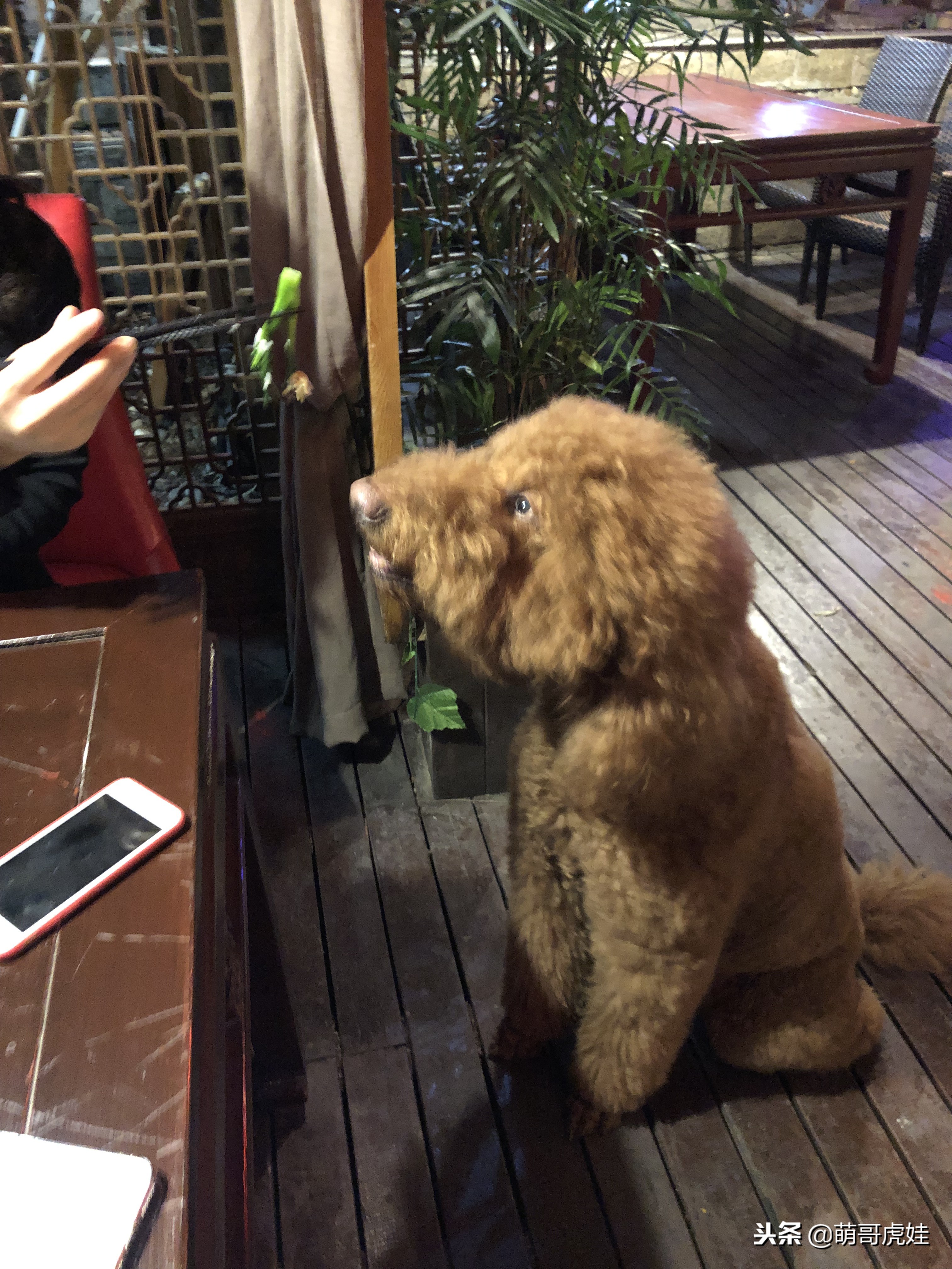 自从养了一只狗偷偷吃东西,自从养了狗偷吃东西都得偷偷摸摸