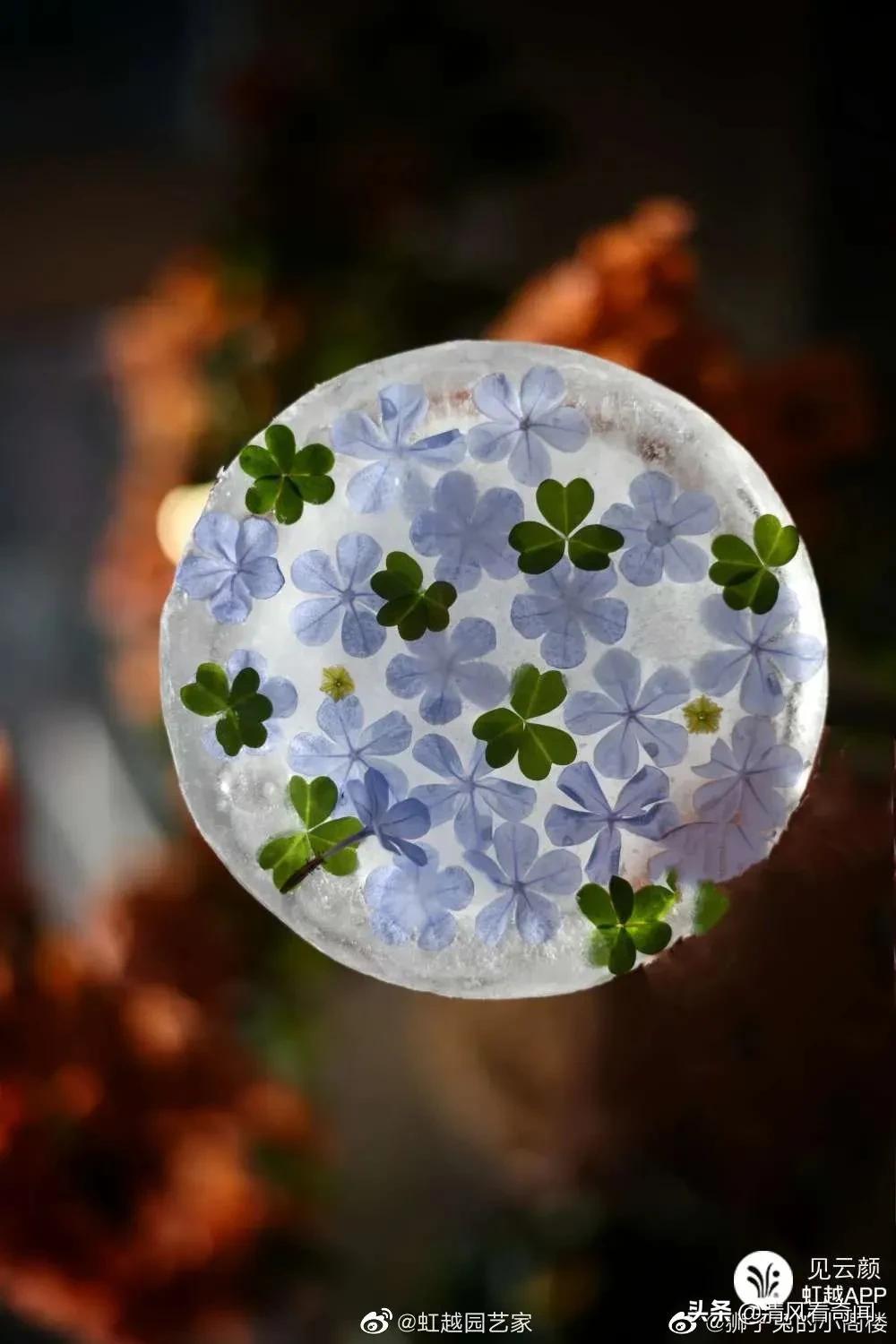 冻冰花美篇,冻冰花的美篇