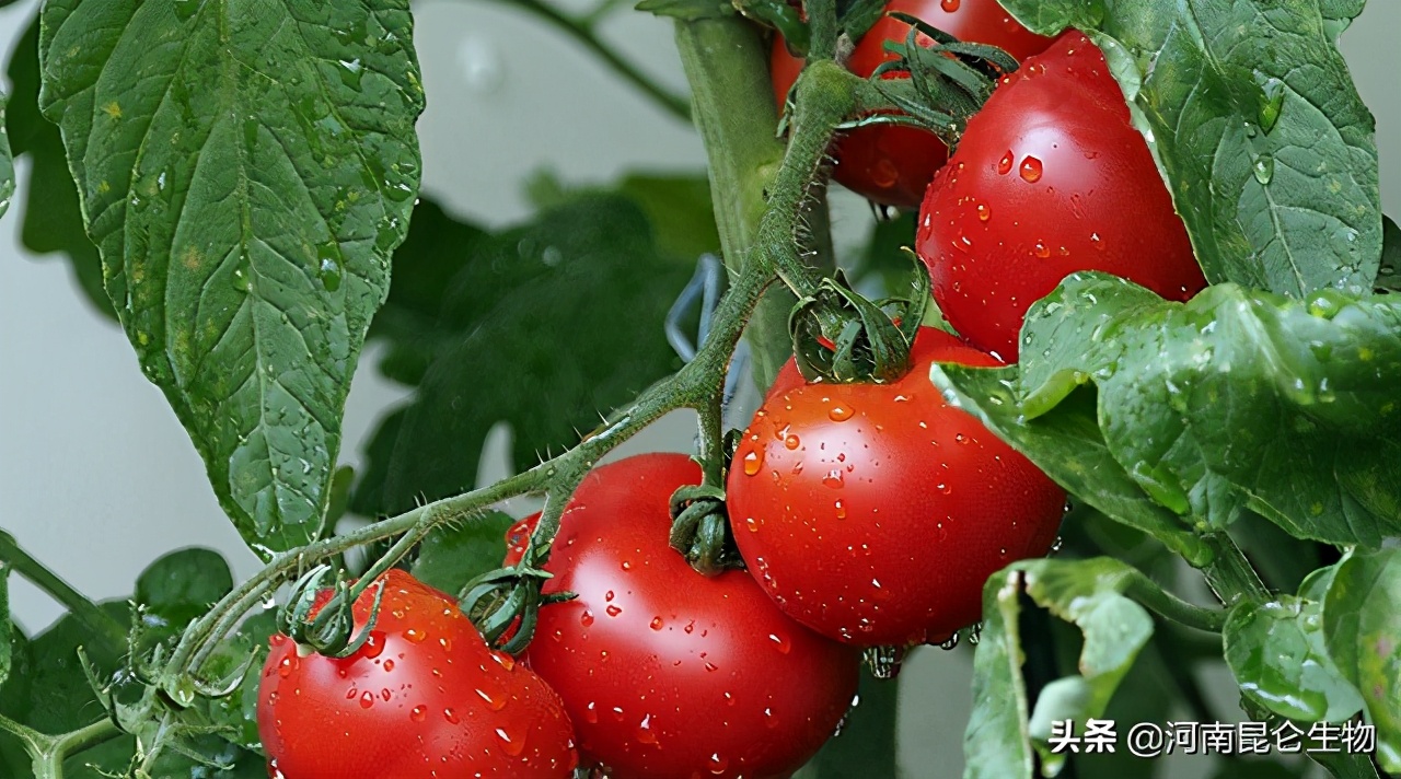 圣女果用什么膨大剂好？圣女果膨大素什么时间打？用什么肥料膨大