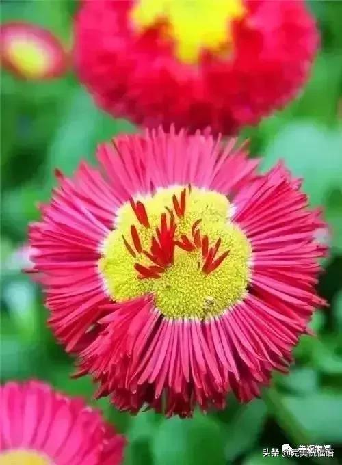 正月初九寓意的吉祥话,正月初九美好的祝福送给有缘的人