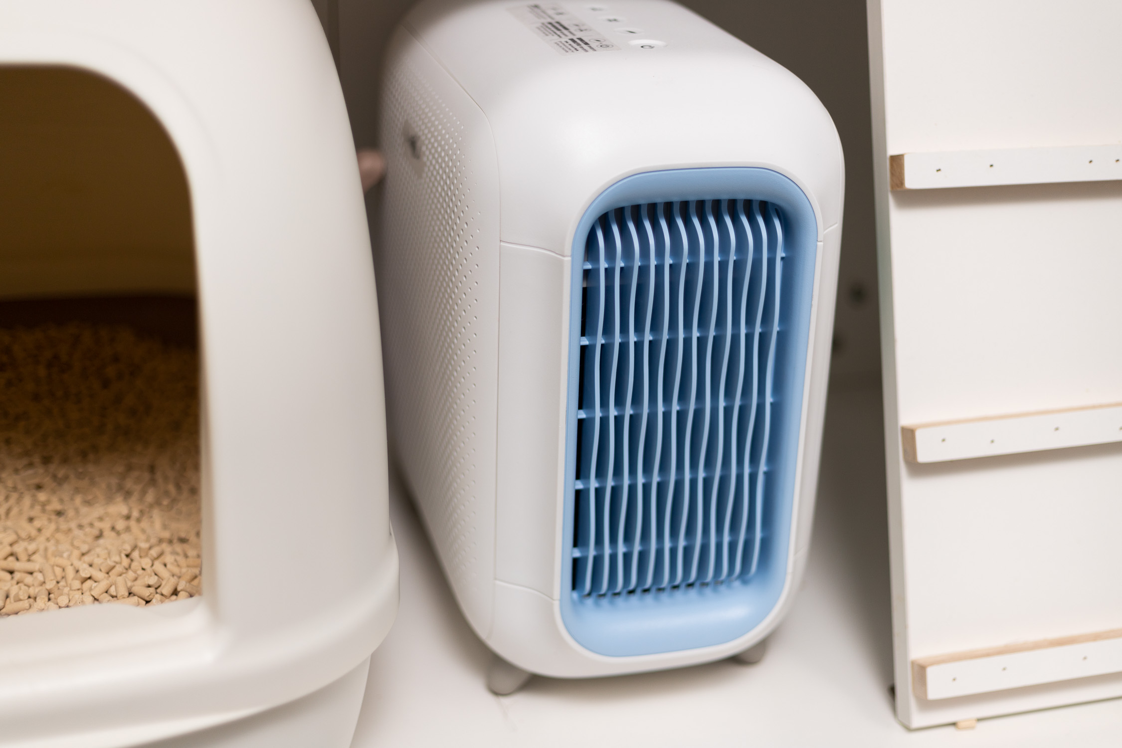 满屋的猫尿骚味怎么办,满屋猫骚味怎么清除