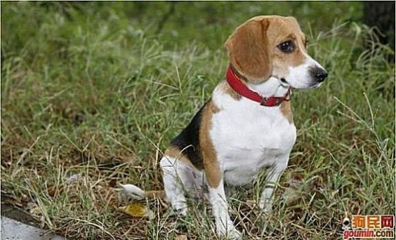 鐙楃嫍澶у叏鍙埍,鍙埍鐨勫皬鐙楃嫍閫佺粰鐖辩嫍浜哄＋