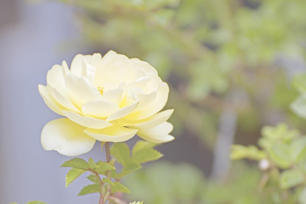 香槟玫瑰和粉玫瑰的花语和寓意,粉红玫瑰和黄玫瑰搭配的寓意花语