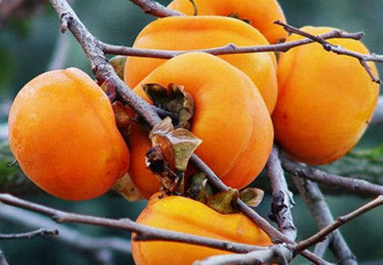 家里挂柿子图大吉大利事事如意,家里放柿子代表事事如意