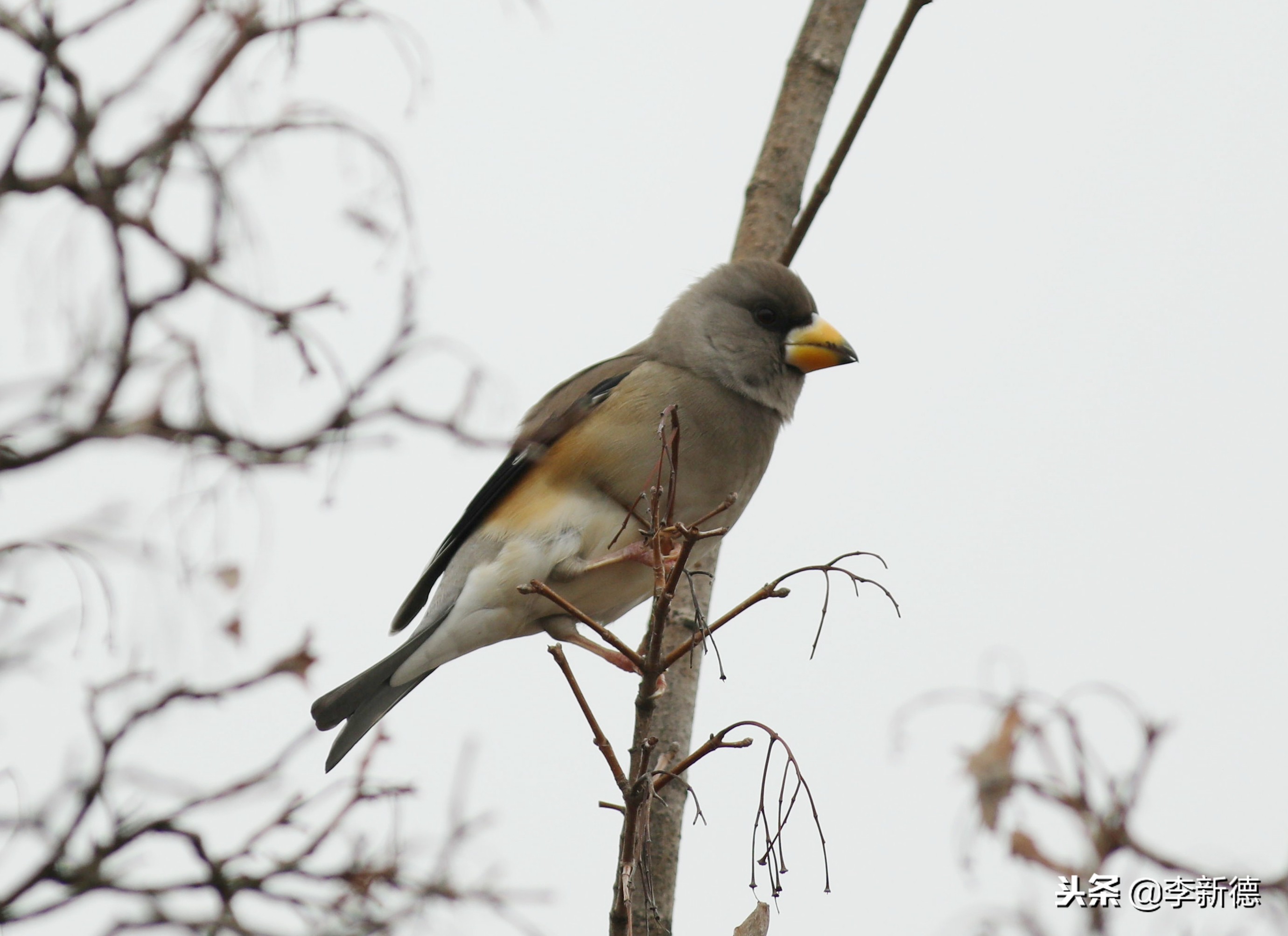 合肥拍鸟的视频,合肥拍到的小鸟