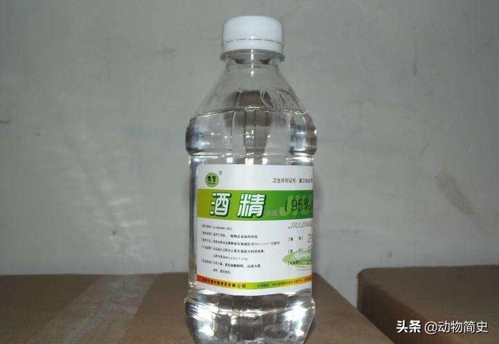 水蛭吸血救人视频,水蛭吸血疗法的正确方法