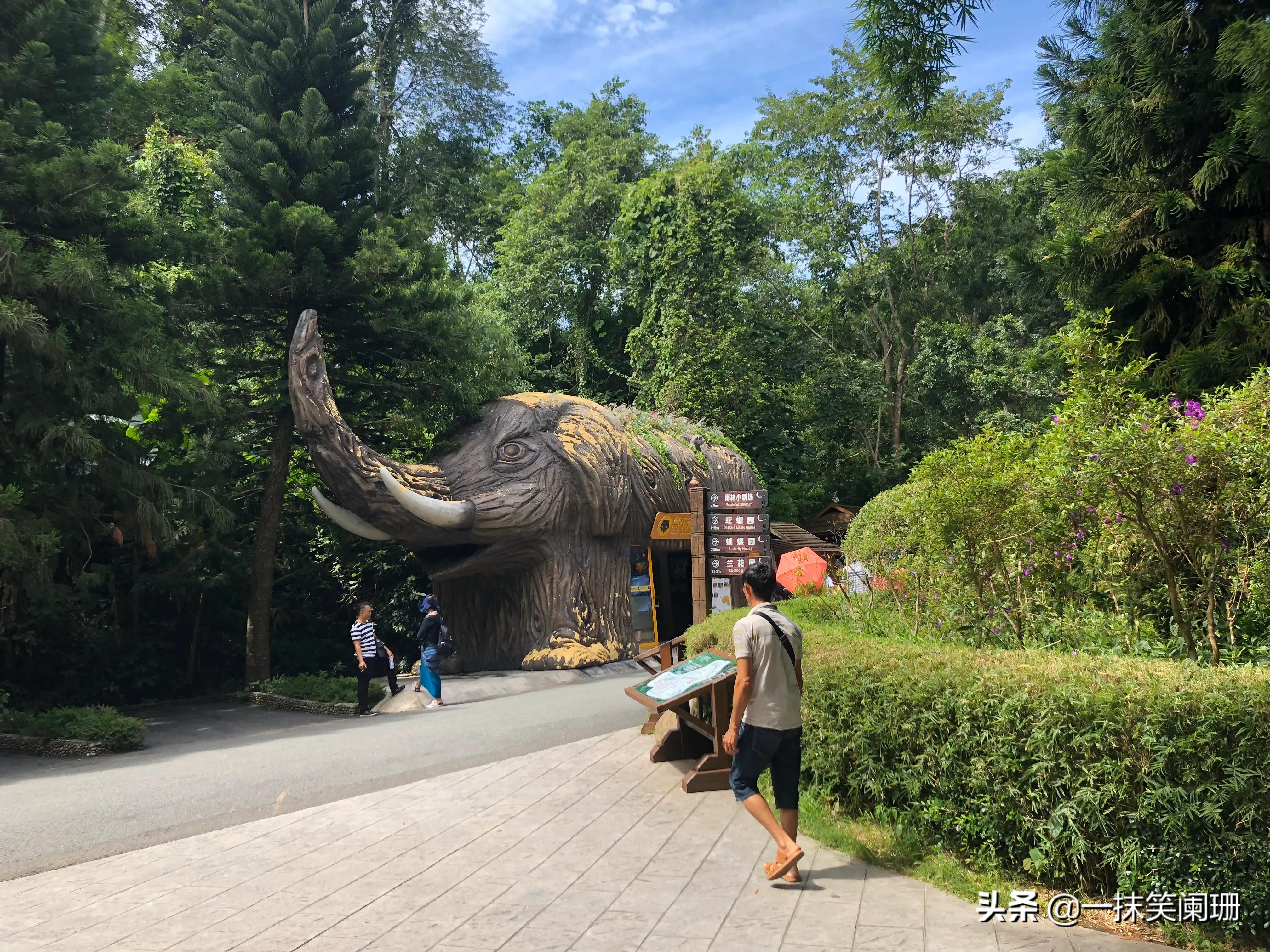 云南西双版纳野象谷大象学校表演,西双版纳野象谷大象表演时间表