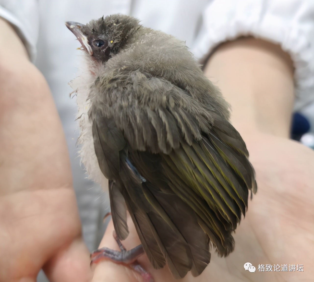捡到受伤的鸟是好事吗,捡到受伤的鸟联系哪个部门救助