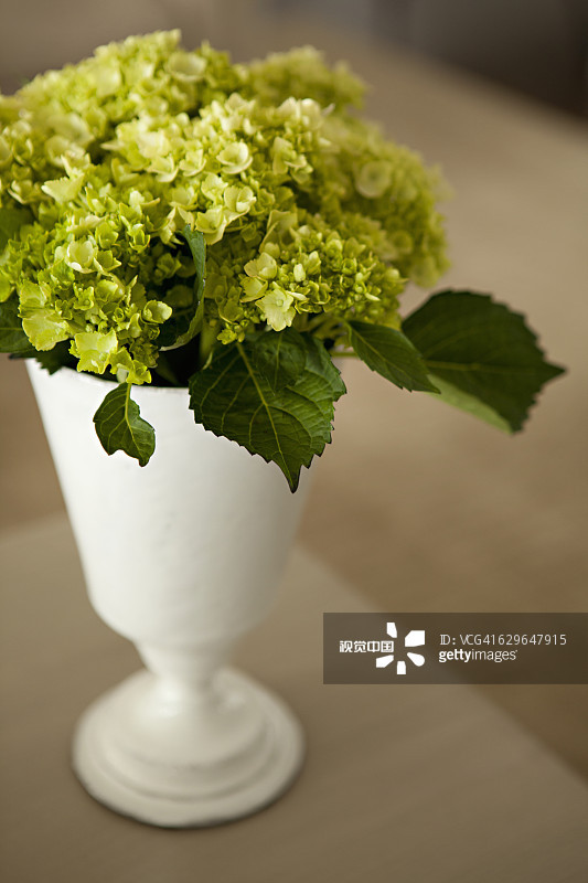 6种美好的花儿，陪你走过整个夏天的各个节气