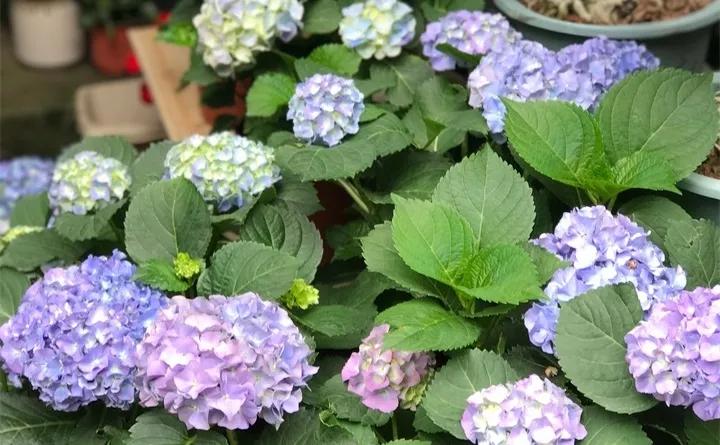 刚到家的花很好没多久就黄叶,买回来的花很快就蔫的原因