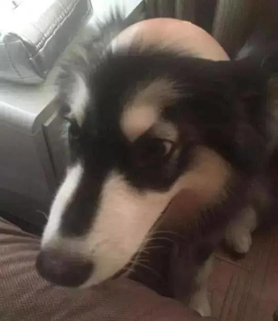 一觉醒来，家里的狗子秃顶了？！