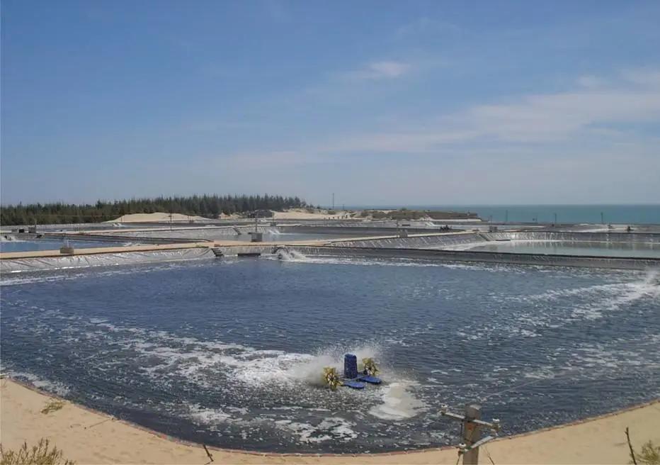 对虾软壳游塘怎么处理,对虾土塘如何提高ph值