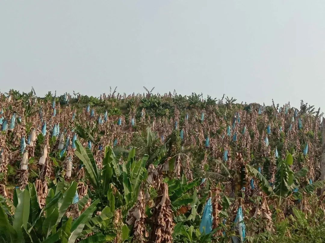 涓紖杈瑰棣欒晧,涓紖杈瑰钑夊啘