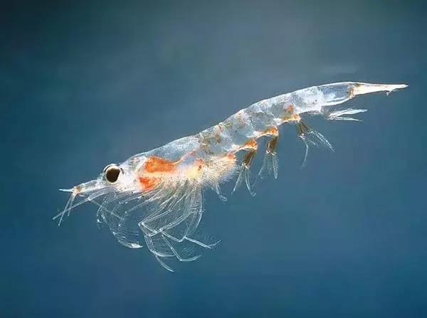 各类虾的区别,各种虾的叫法和区别