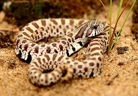 如何避免成为千篇一律的网红脸,怎么样打造网红脸