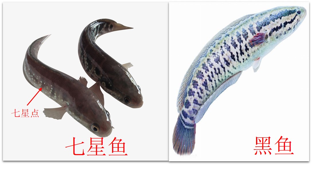 黑鱼的*亲近**，营养丰富药用价值高，但生长缓慢，详解钓--七星鱼