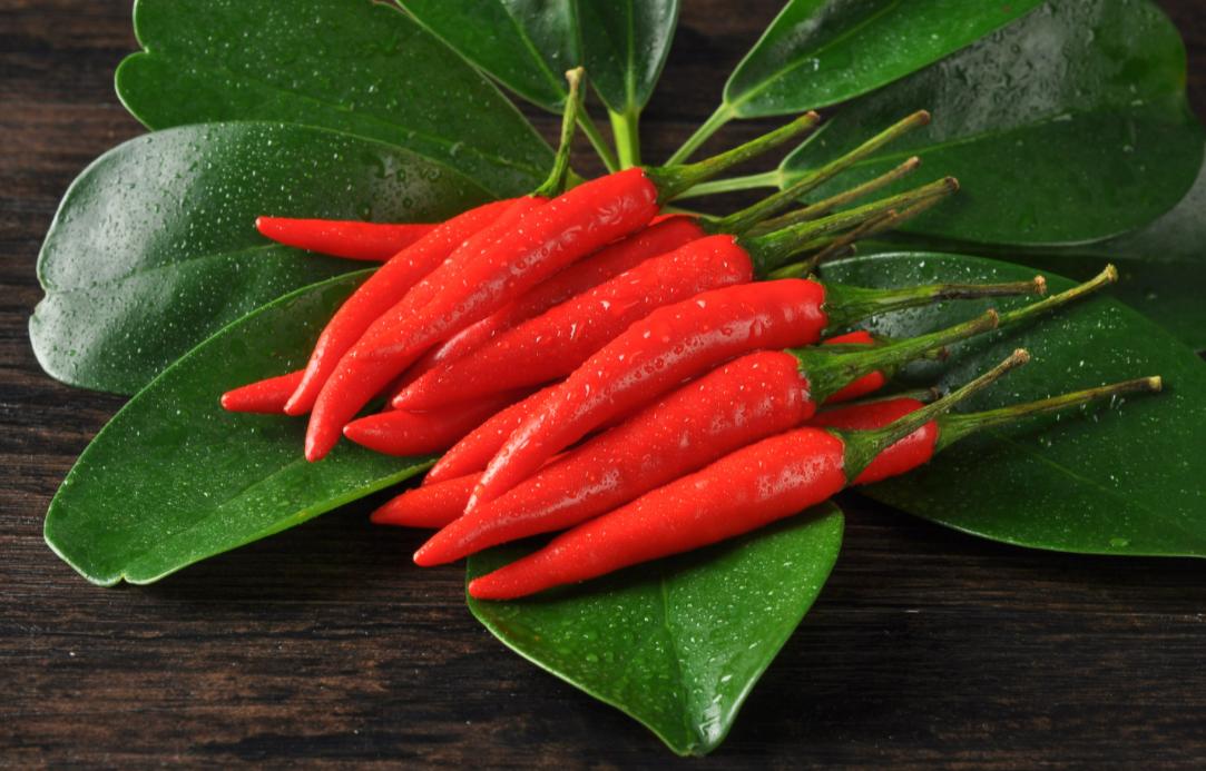 为什么四川人吃辣上厕所不辣,为什么四川吃辣的不上火