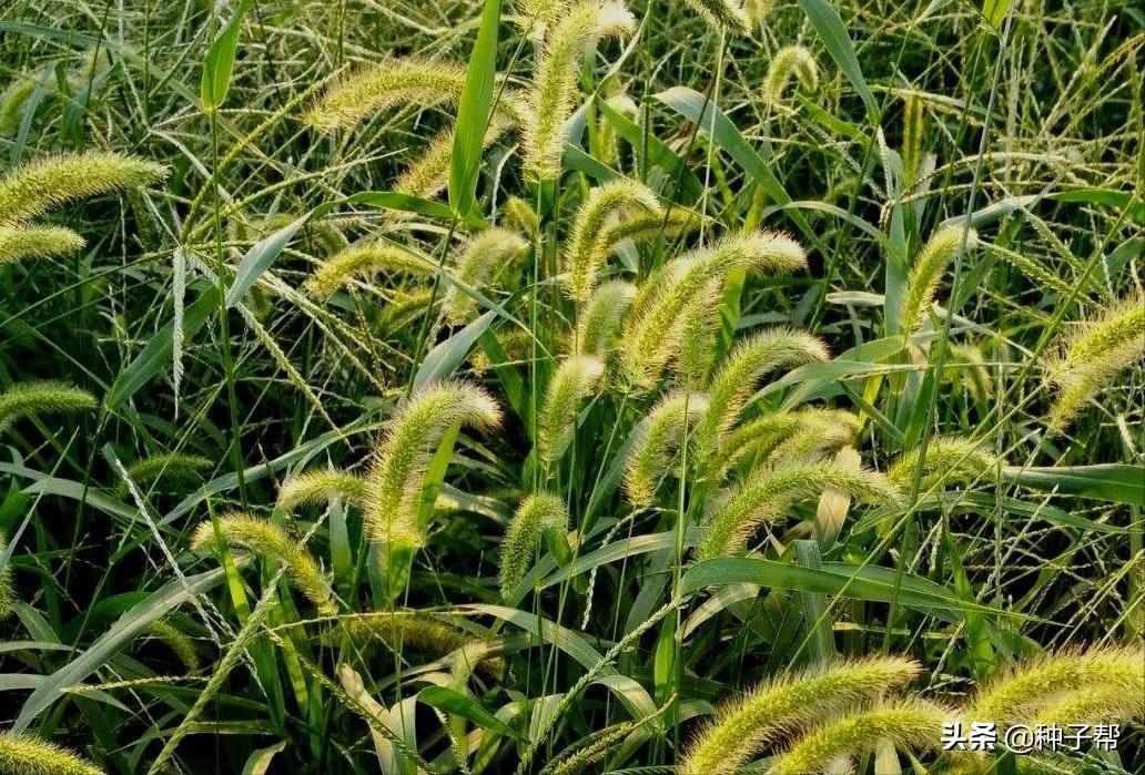 别再把狗尾草当杂草了,它还具有这么多的用途,长知识了