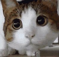 经验帖语文文学常识,经验贴用英文怎么说